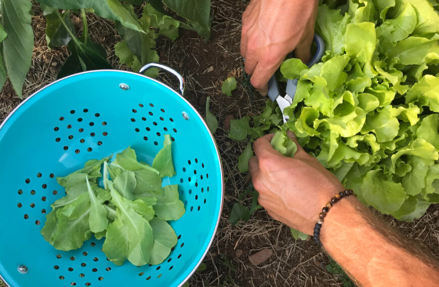 Simple Ways to Eat More Vegetables and Boost Your Health