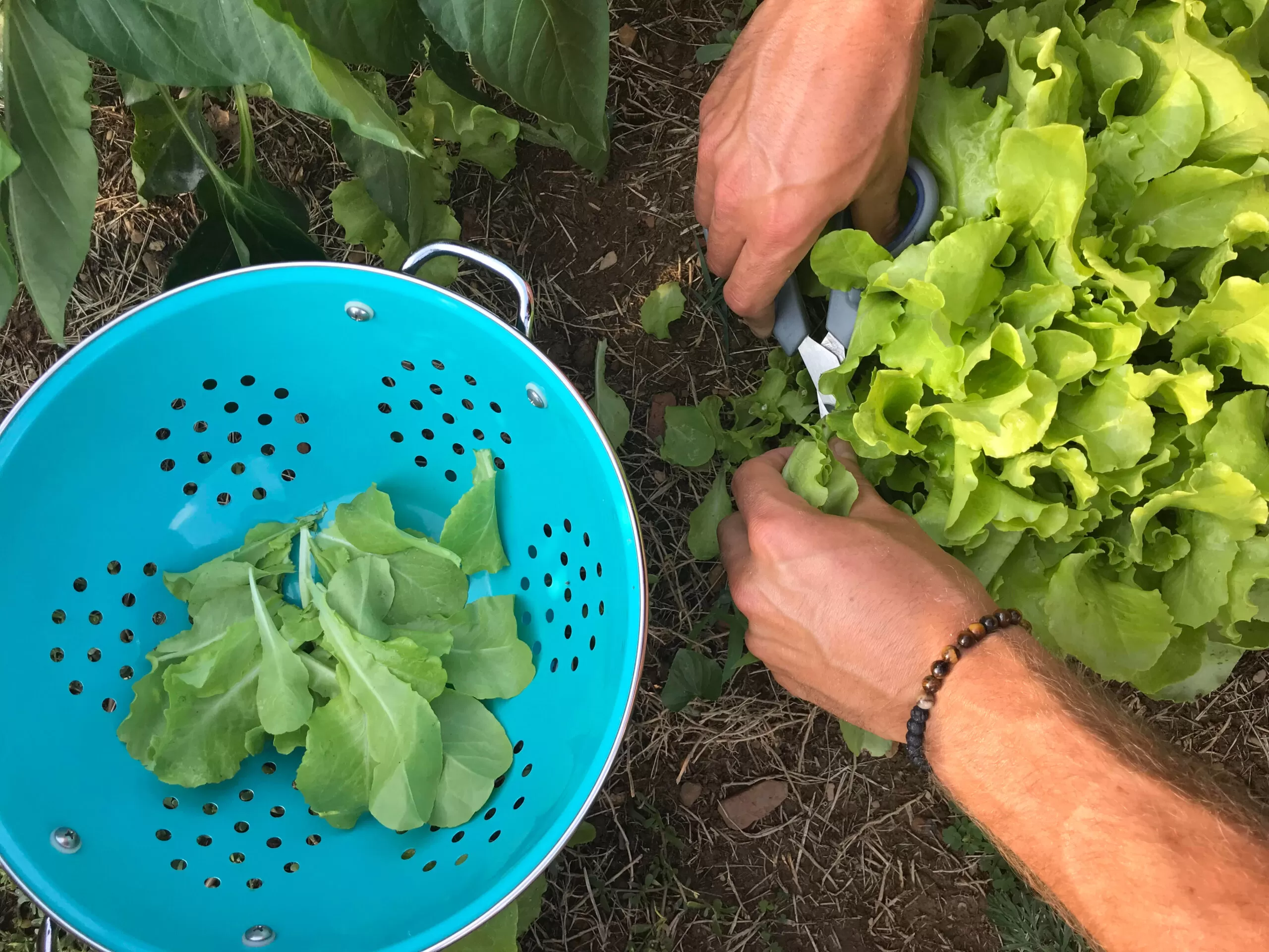 Simple Ways to Eat More Vegetables and Boost Your Health